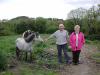 Tommy and Maura Bradfield at Killowen with horses 2_thumb.jpg 2.6K